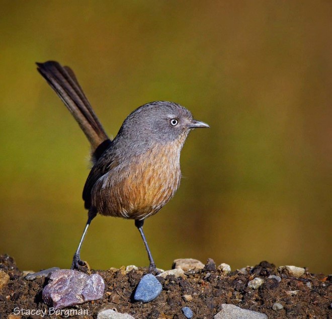 عکاسی حرفه ای از پرندگان